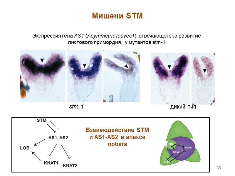 35 Мишени STM Экспрессия гена AS1 (Asymmetric leaves1), отвечающего за развитие листового примордия, 